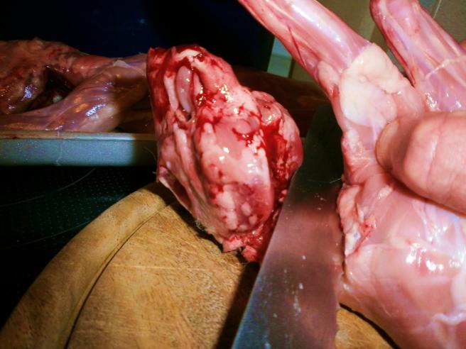 412868_352942758055377_641969389_o