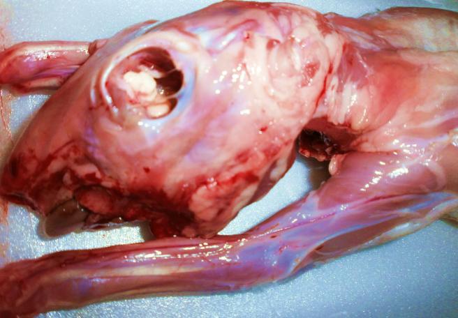 415388_352942694722050_1117441088_o