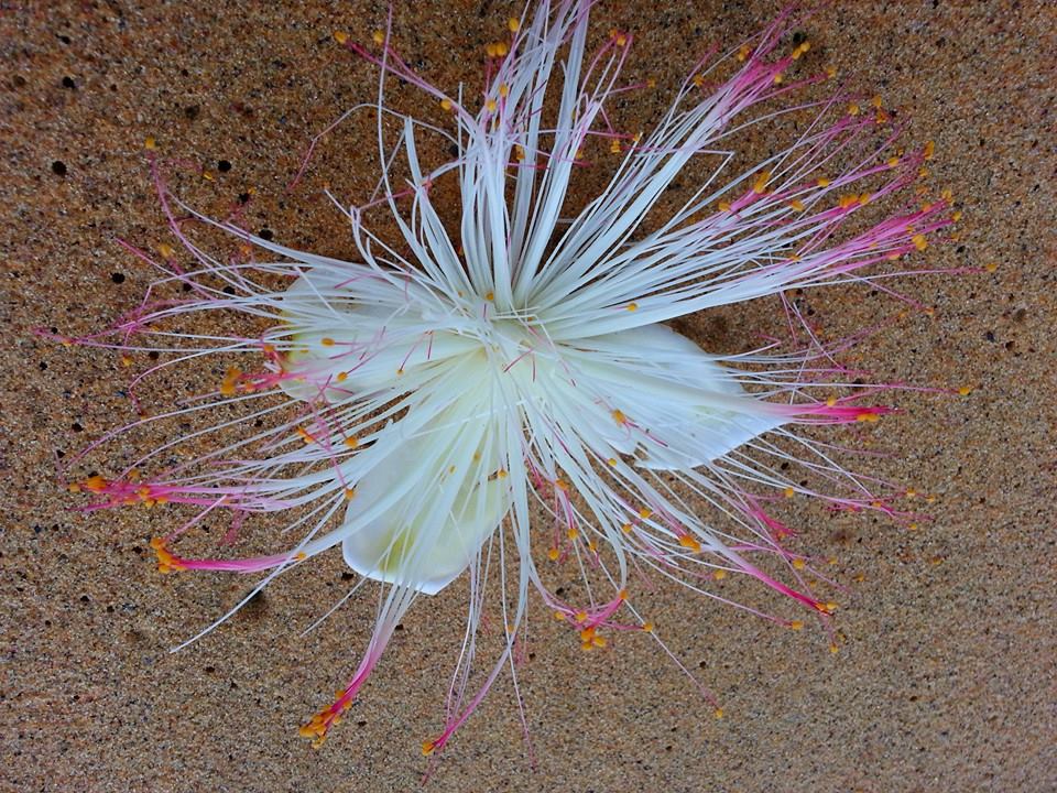 10672179_1039043736111939_4574110045373100014_n