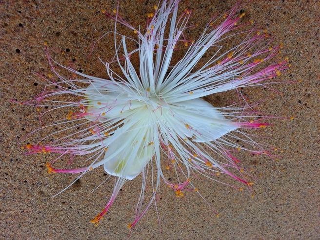 10672179_1039043736111939_4574110045373100014_n